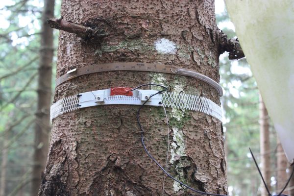 Lange Bramke Stammumfangmessung: Hochauflösende Stammumfangmessungen erlauben die Beobachtung des Durchmesserwachstums und die Indikation von Trockenstresssituationen (Foto H. Meesenburg)